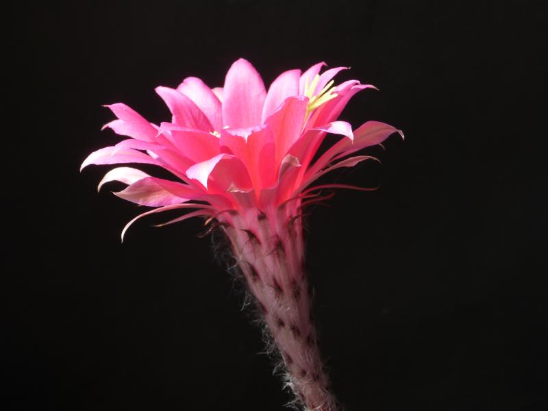 Blüte der Mutterpflanze