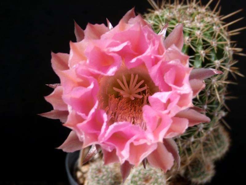 Flower of mother plant
