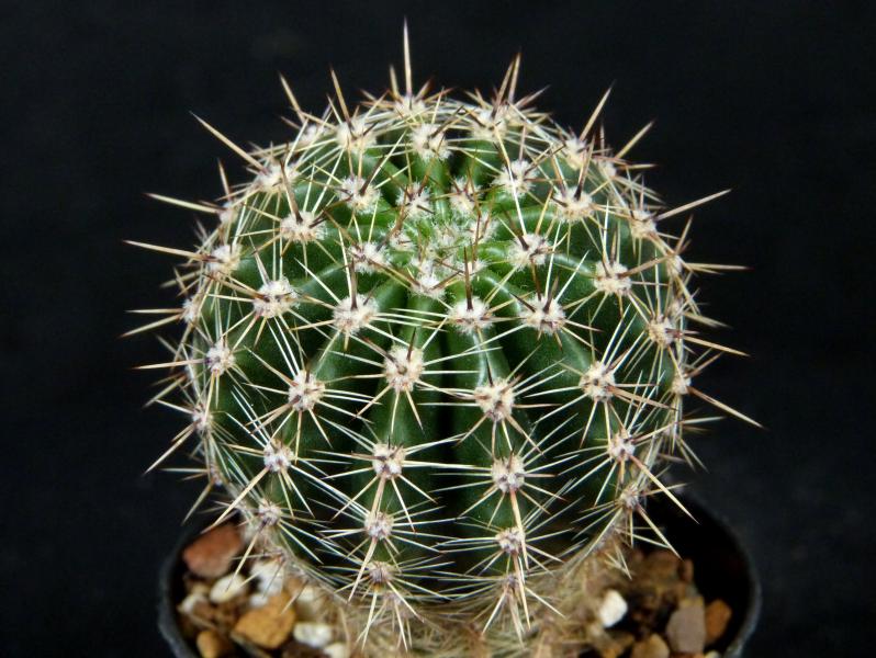 Sales plant (sample)