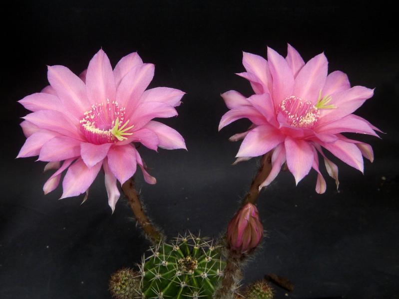 Flower of mother plant
