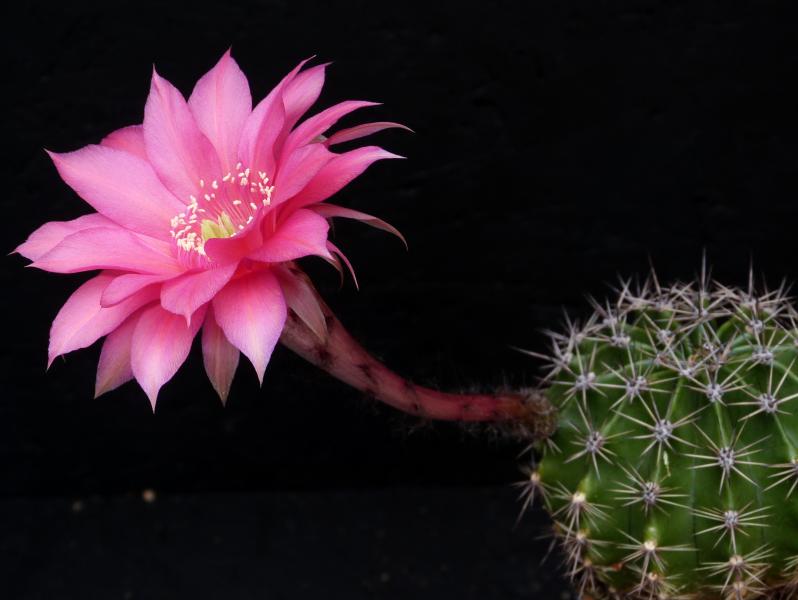 Flower of mother plant