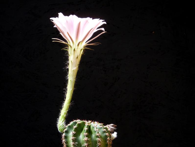 Flower of mother plant