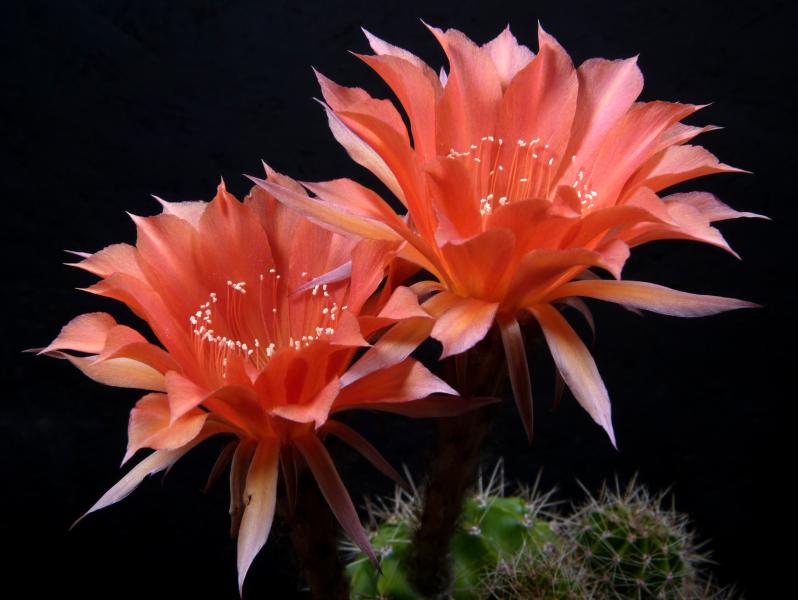 Flower of mother plant