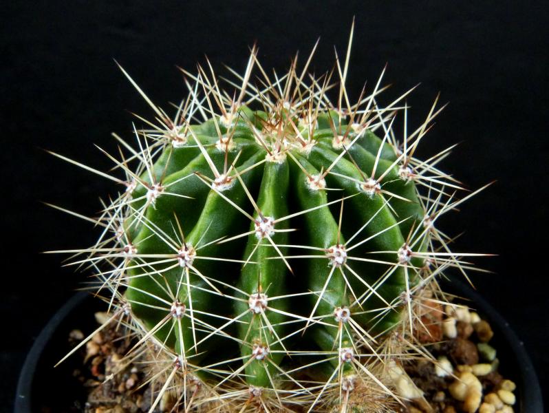 Sales plant (sample)