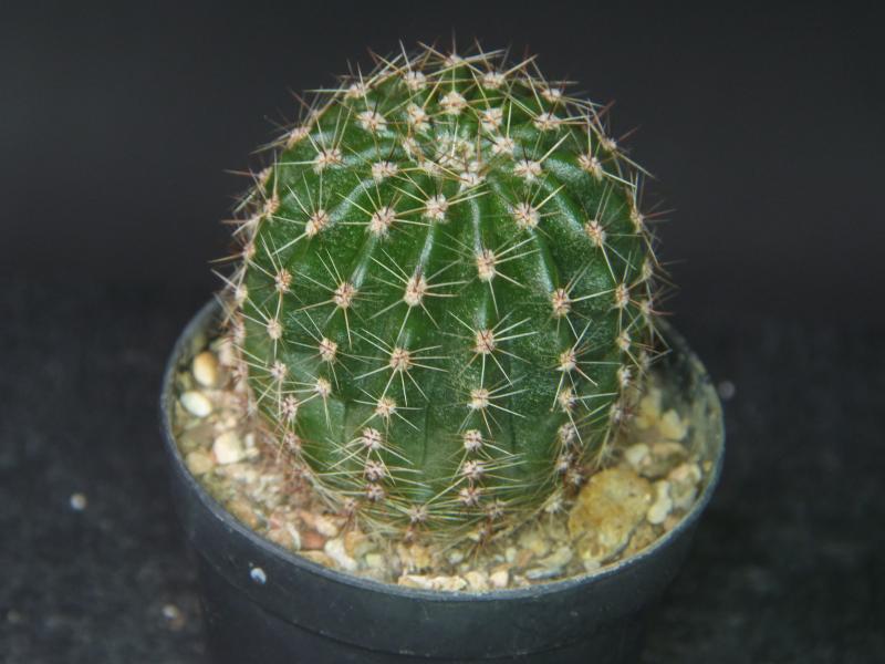 Sales plant (sample)