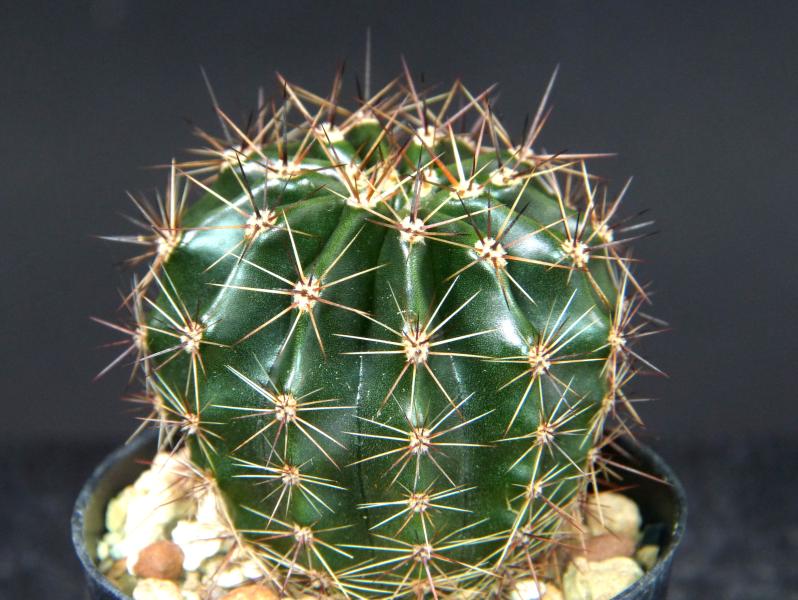 Sales plant (sample)