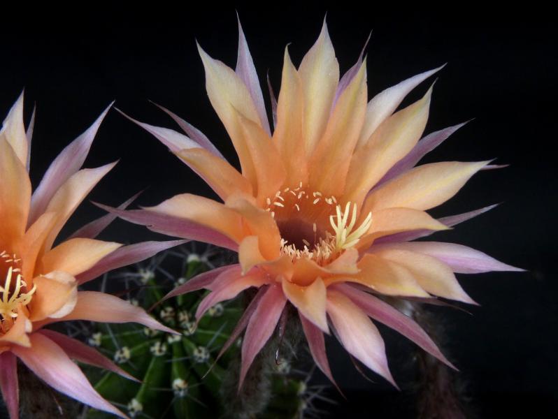 Blüte der Mutterpflanze
