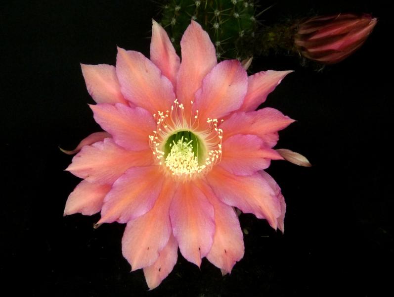 Blüte der Mutterpflanze