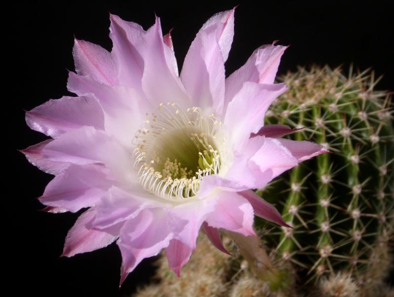 Flower of mother plant