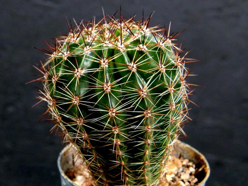 Sales plant (sample)