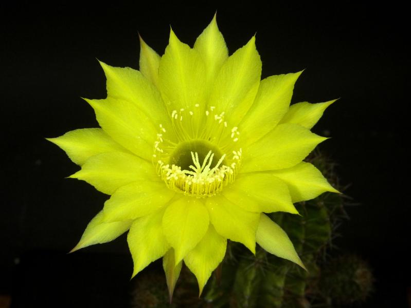 Flowers of mother plant