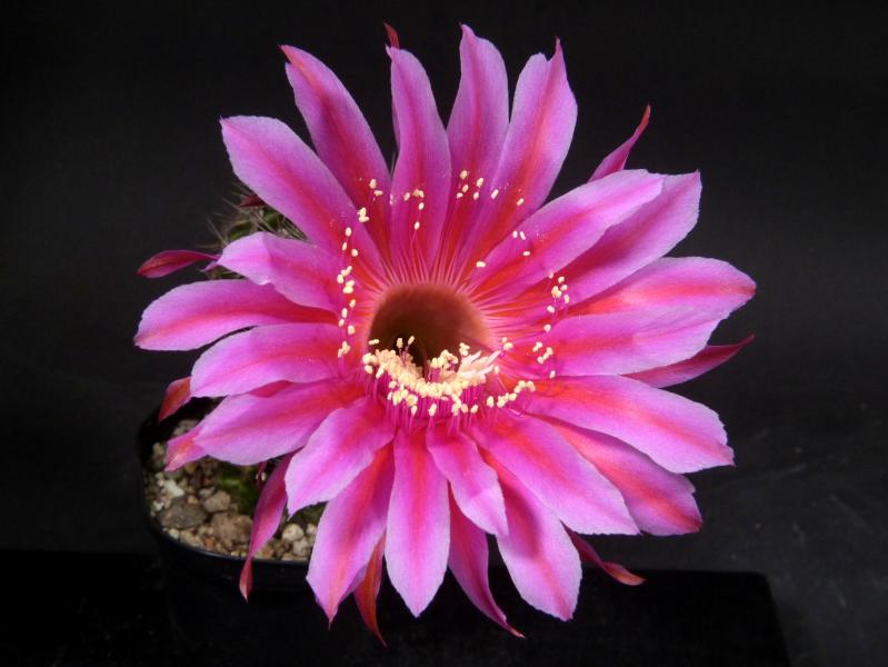 Flower of mother plant