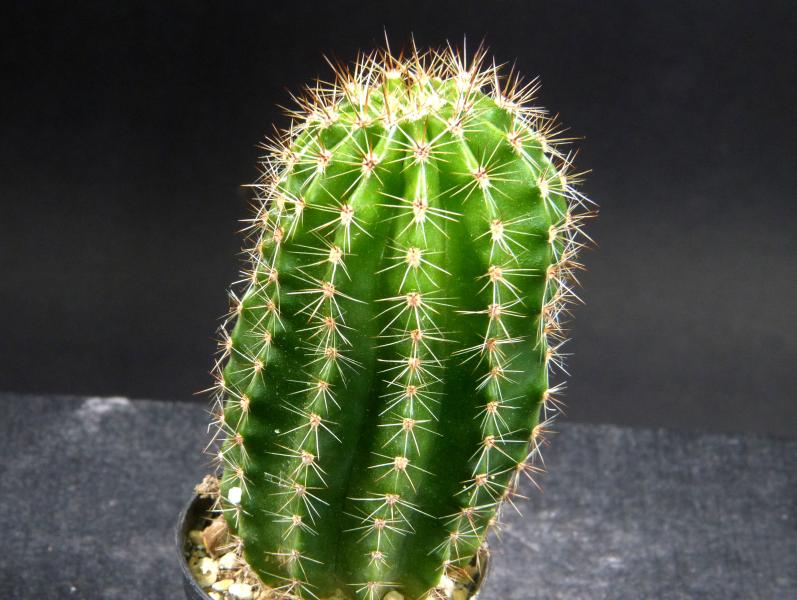 Sales plant (sample)