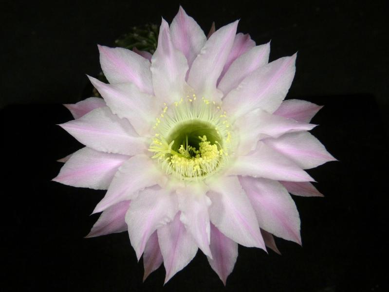 Blüte der Mutterpflanze