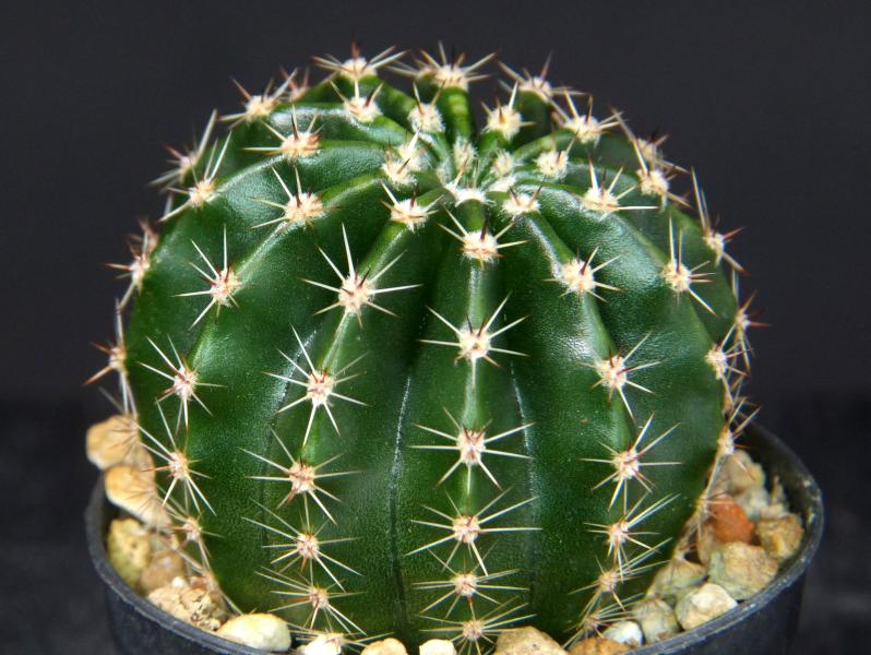 Sales plant (sample)