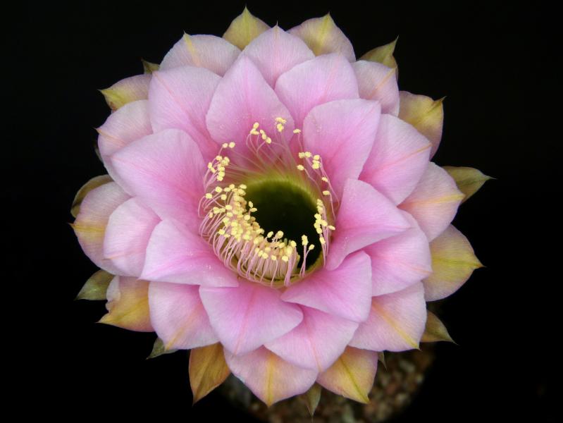 Blüte der Mutterpflanze