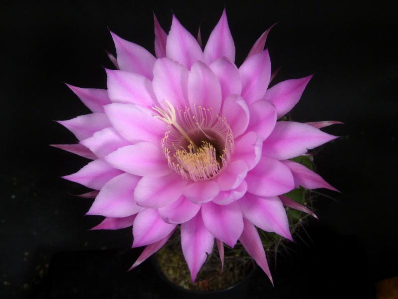 Flower of sales plant