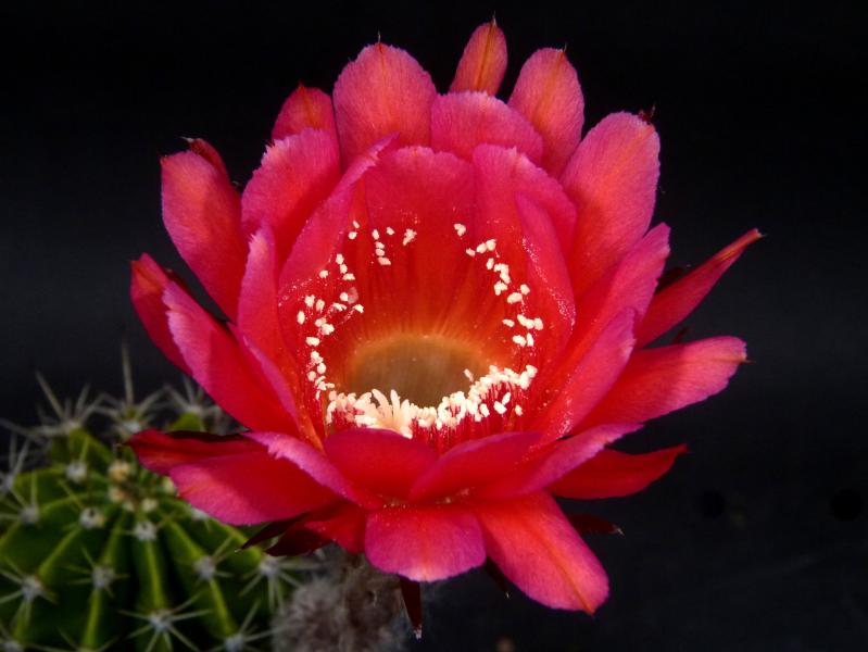 Blüte der Verkaufspflanze