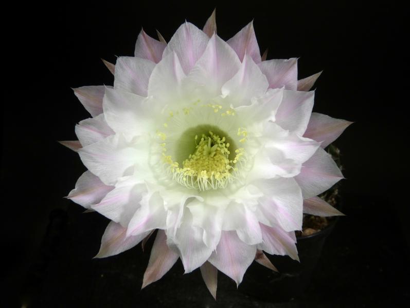 Flower of mother plant