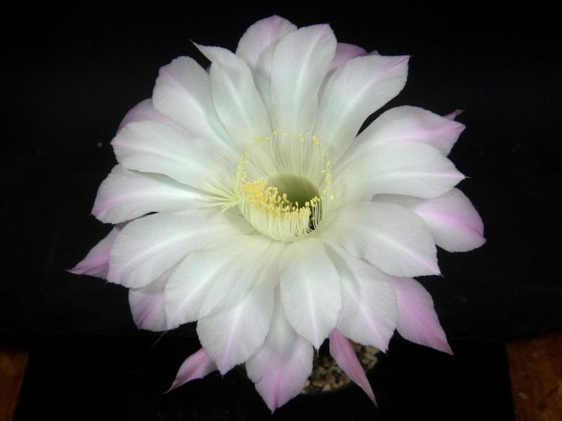 Flower of mother plant