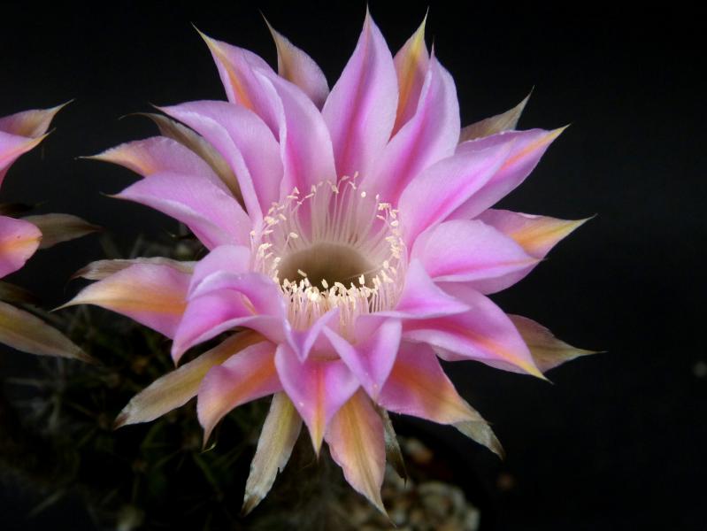 Blüte der Verkaufspflanze