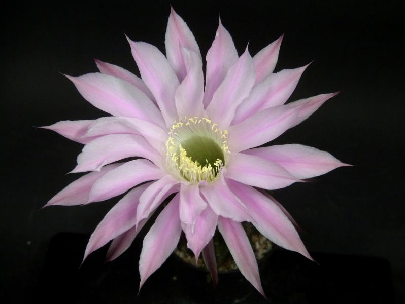 Blüte der Verkaufspflanze