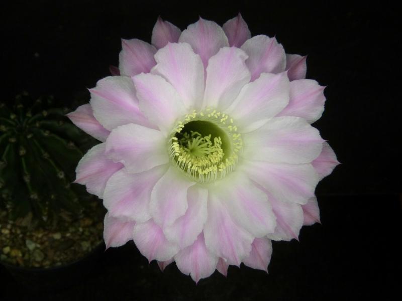 Flower of mother plant