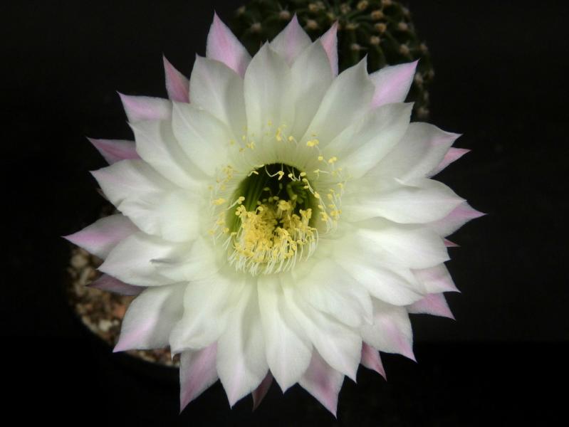 Flower of sales plant