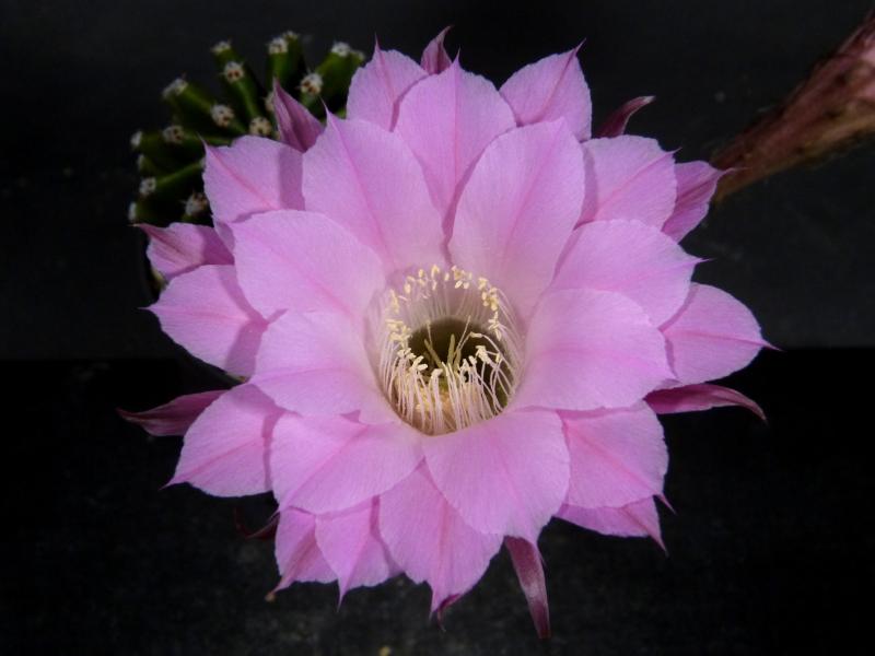 Flower of sales plant
