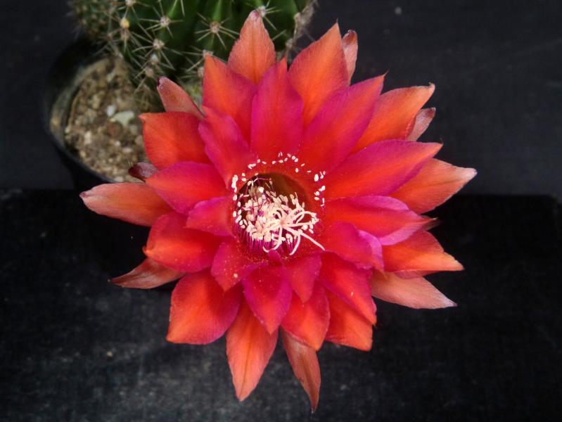 Flower of sales plant