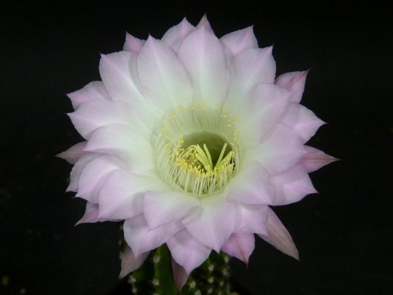 Blüte der Verkaufspflanze