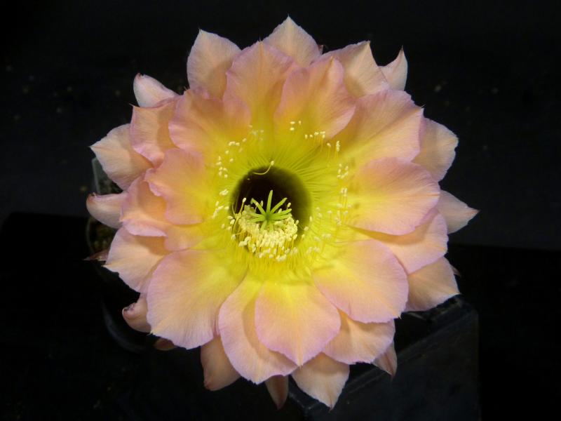 Blüte der Verkaufspflanze