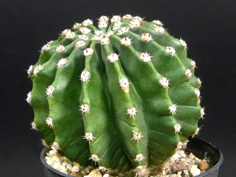 Sales plant