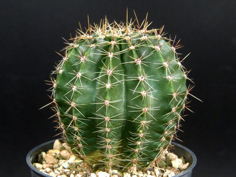 Sales plant