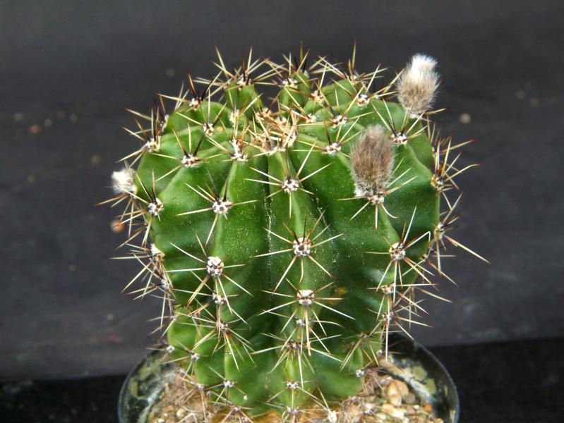 Sales plant (sample)