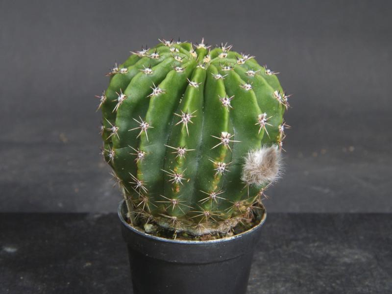 Sales plant (sample)