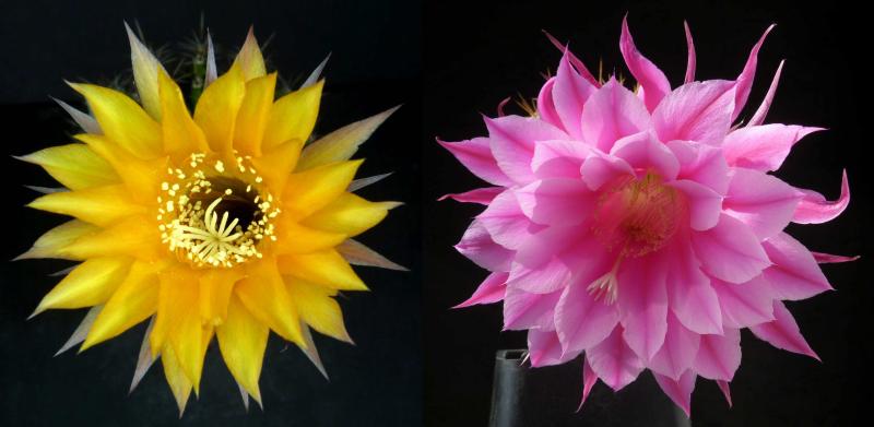 Blüten der Mutterpflanzen