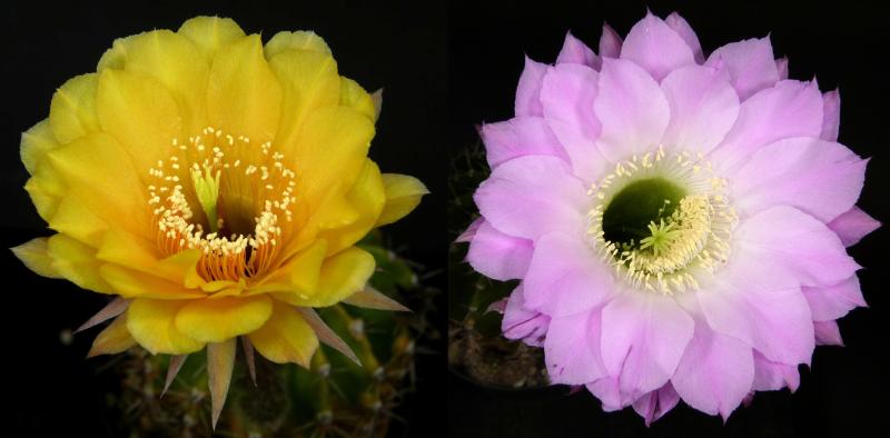 Flowers of mother and father plants