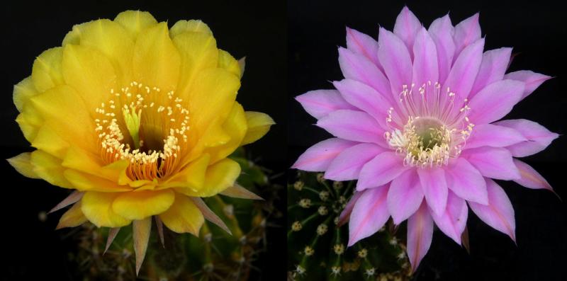 Blüten der Mutter-/Vaterpflanzen