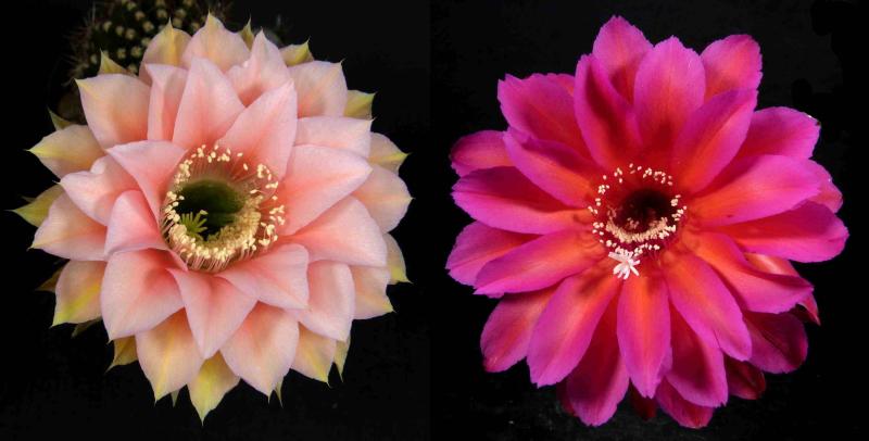 Flowers of mother plants