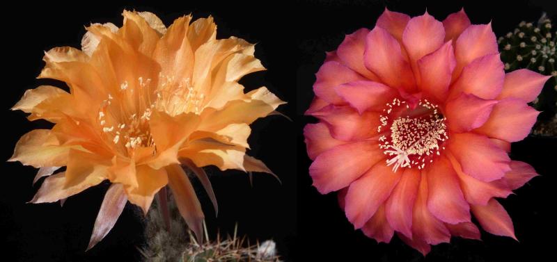Flowers of mother plants
