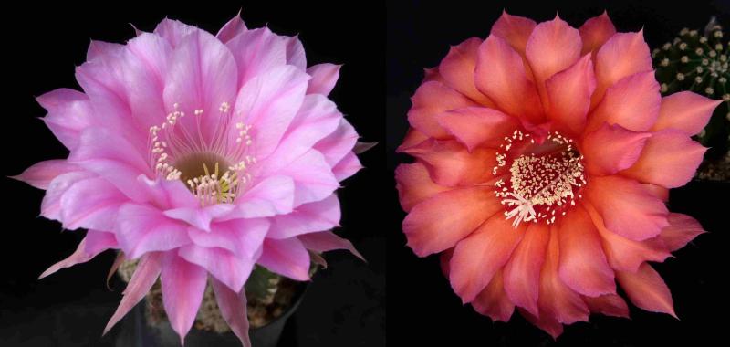 Blüten der Mutterpflanzen