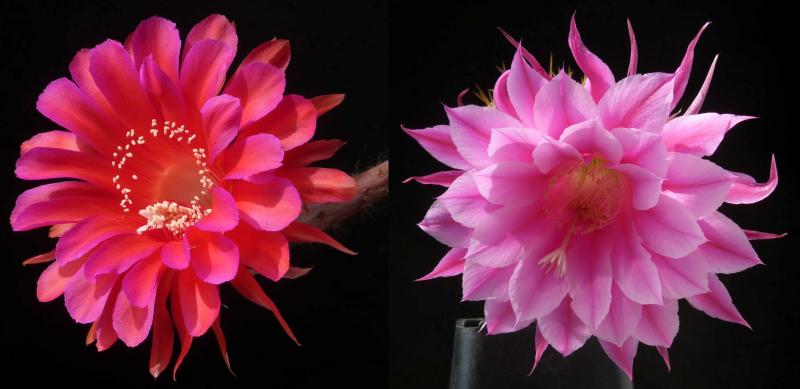 Echinopsis Hybrid "Madame Pele x Eroica" (seeds)
