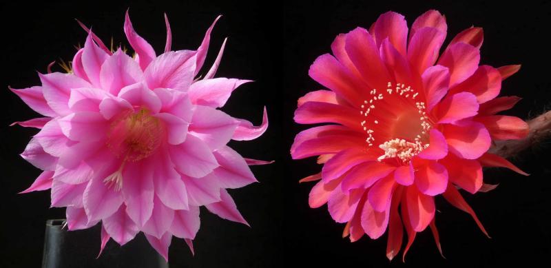 Flowers of mother and father plants