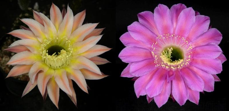 Blüten der Mutter-/Vaterpflanzen