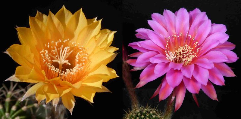 Flowers of mother and father plants