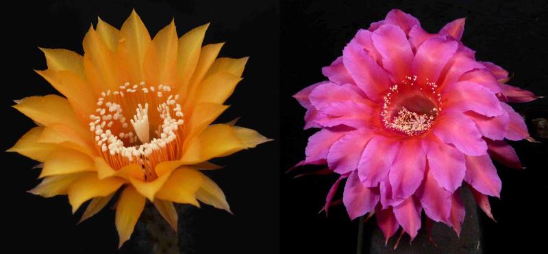 Blüten von Mutter-/Vaterpflanze