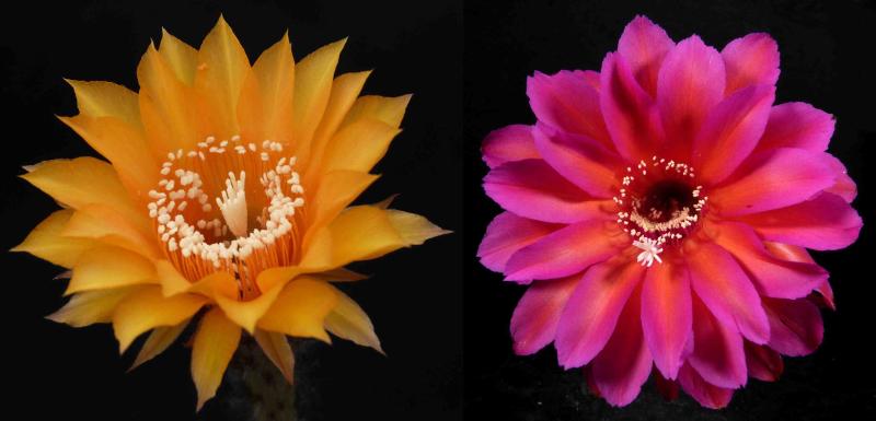 Blüten von Mutter-/Vaterpflanze