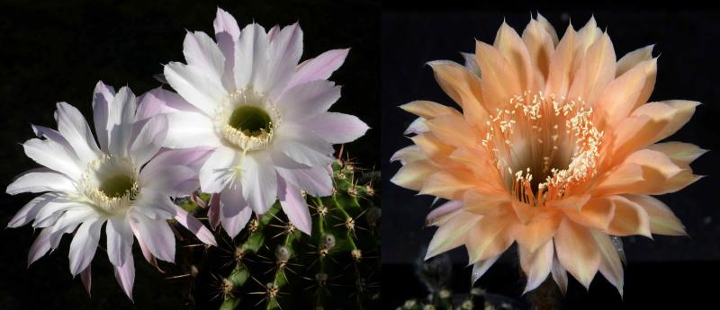 Blüten der Mutter-/Vaterpflanzen