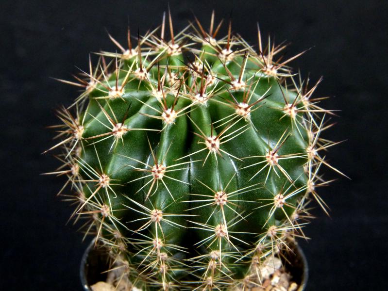 Sales plant (sample)